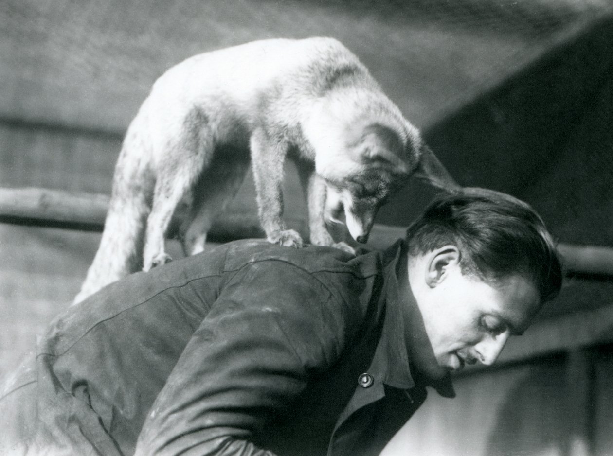 Arabská liška obecná se dívá přes rameno chovatele F. Shelleyho, stojícího na zádech, když se sklání, London Zoo, 1925 od Frederick William Bond