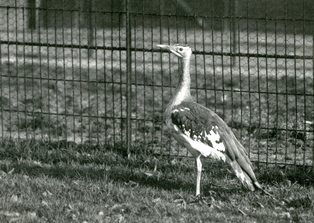 Drop arabský stojící ve výběhu v londýnské zoo, 1924 od Frederick William Bond
