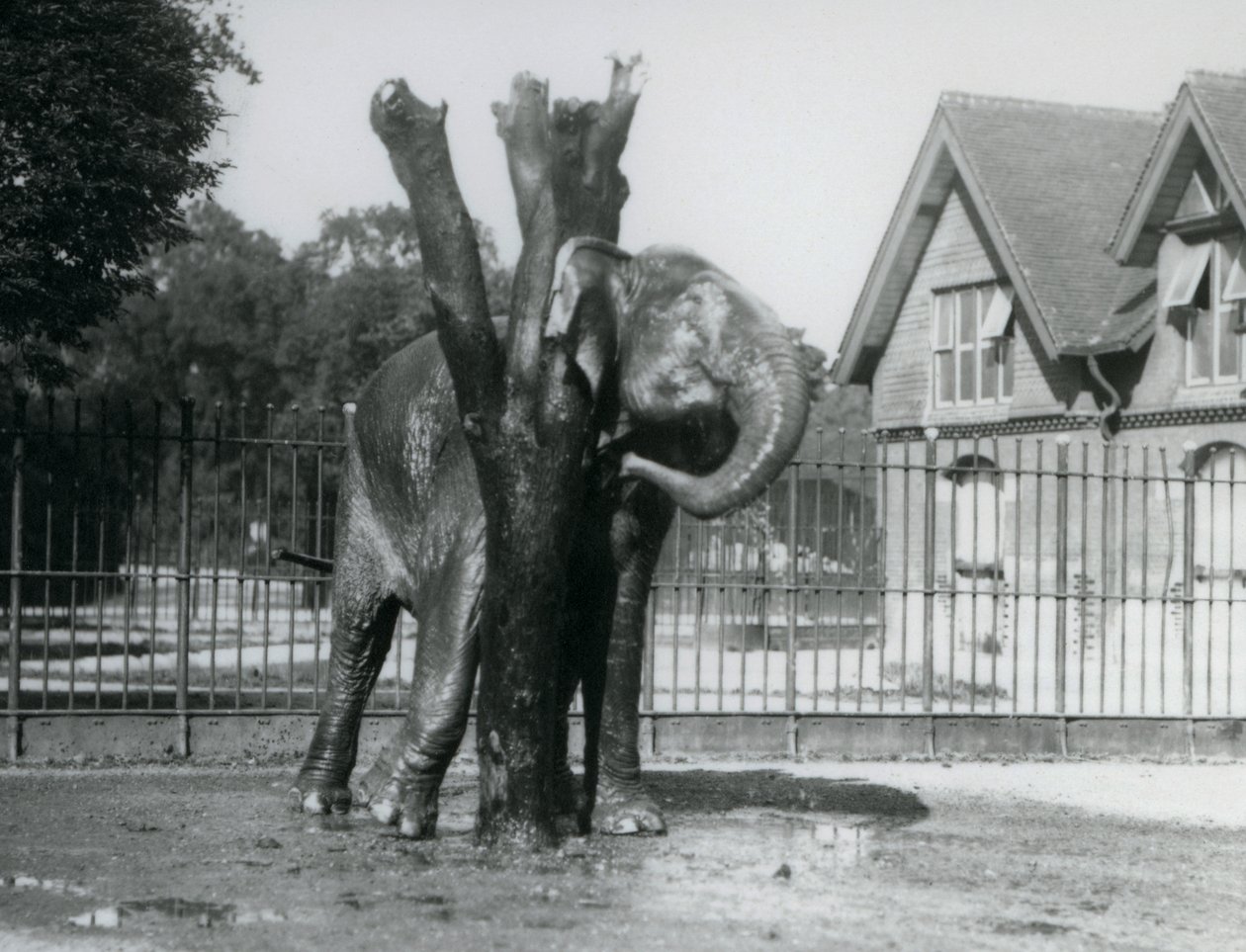 Asijský slon škrábající se za uchem na škrabadle ve svém výběhu, londýnská zoo od Frederick William Bond