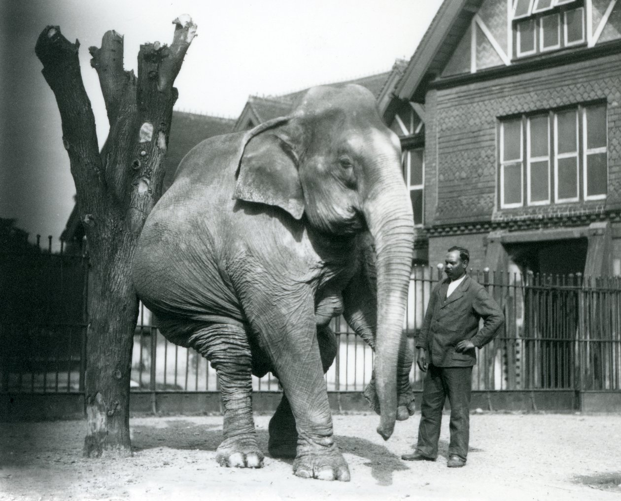 Asijský slon se škrábe o mrtvý strom, balancuje na třech nohách a dívá se na svého trenéra Syeda Aliho, londýnská zoo od Frederick William Bond