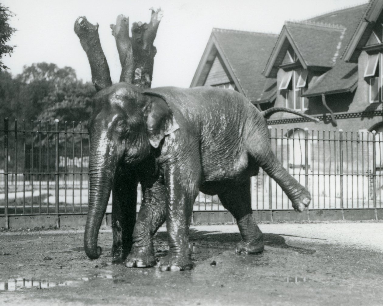 Asijský slon škrábající se o mrtvý strom, zatímco balancuje na třech nohách, londýnská zoo od Frederick William Bond