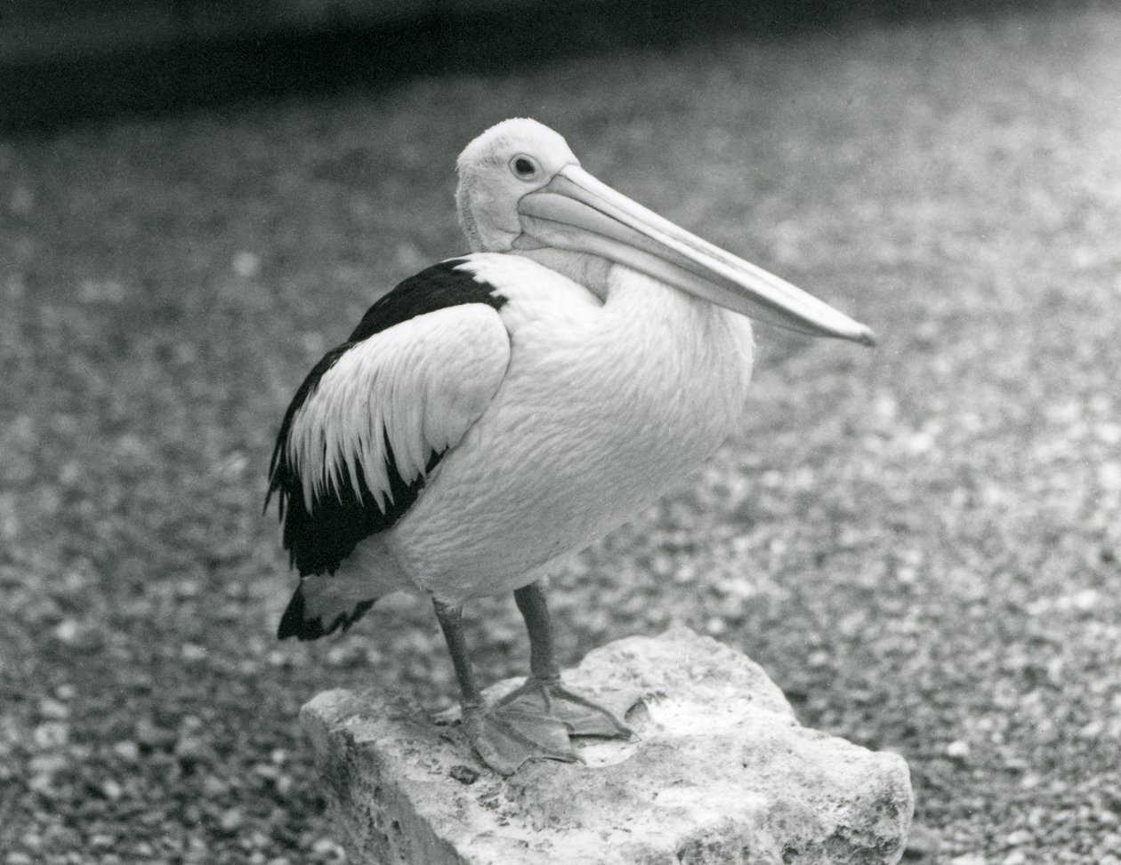 Australský pelikán stojící na kameni v londýnské zoo v roce 1929 (černobílá fotografie) od Frederick William Bond