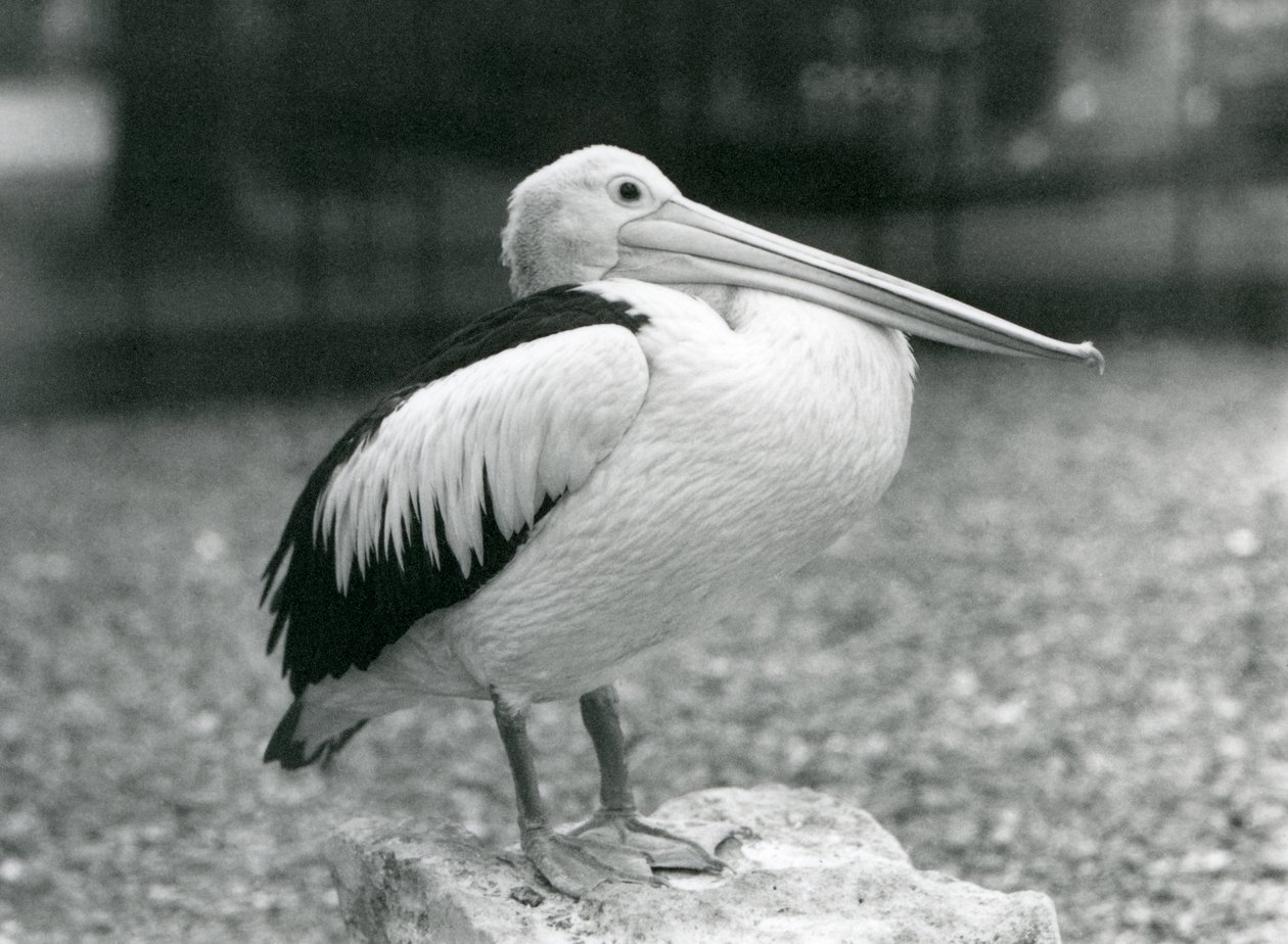 Australský pelikán stojící na kameni v londýnské zoo v roce 1929 (černobílá fotografie) od Frederick William Bond