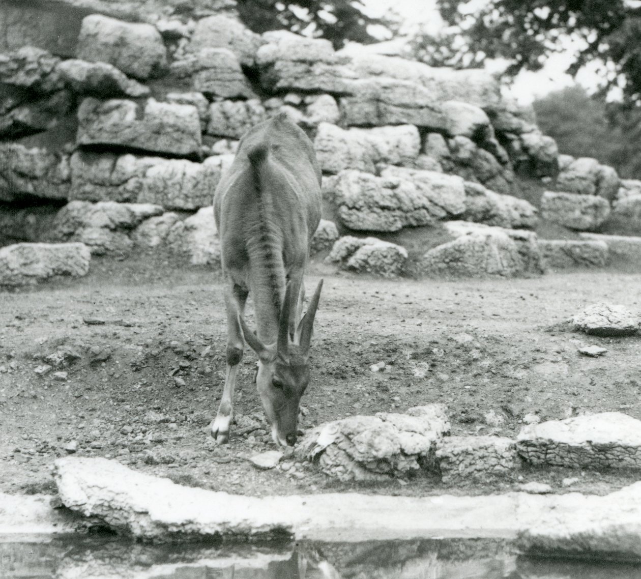 Eland pasoucí se v antilopím výběhu v londýnské zoo v roce 1929 (černobílá fotografie) od Frederick William Bond