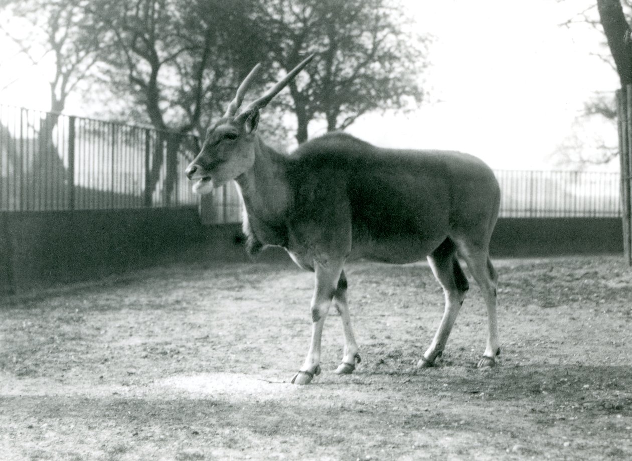 Eland ve výběhu v londýnské zoo v červnu 1925 od Frederick William Bond