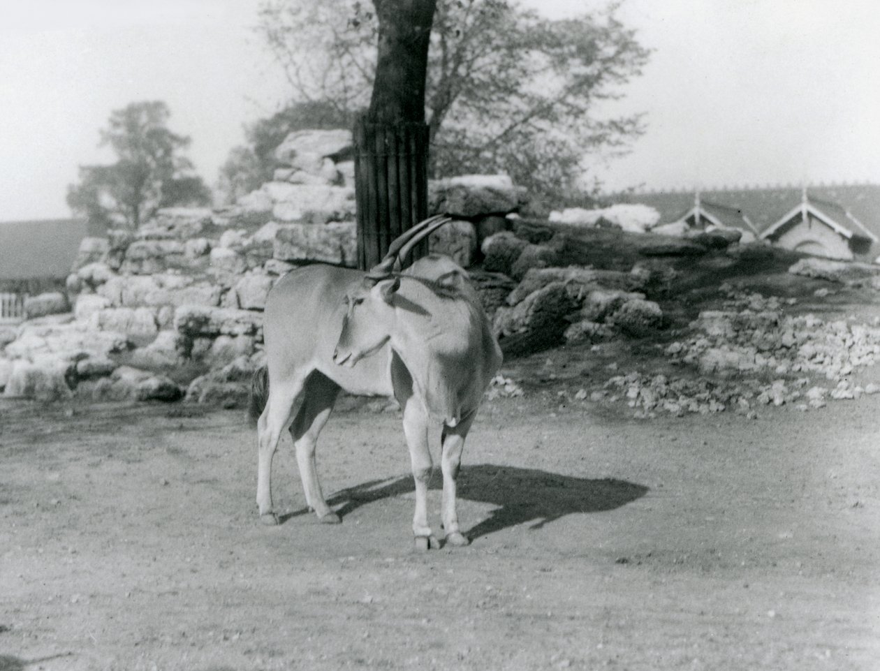 Eland stojící ve výběhu v londýnské zoo v roce 1929 (černobílá fotografie) od Frederick William Bond