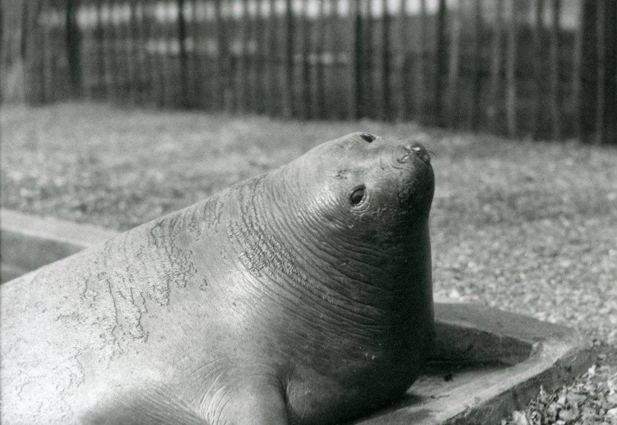 Tuleň sloní odpočívá ve svém bazénu v londýnské zoo v roce 1930 (černobílá fotografie) od Frederick William Bond