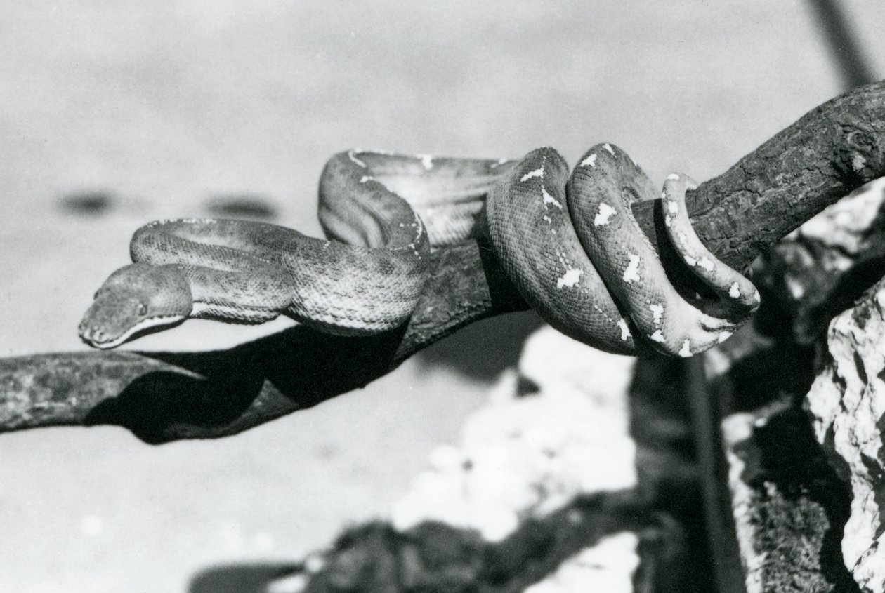 Smaragdový hroznýš s tělem stočeným podél větve, Londýnská zoo, říjen 1928 (čb fotografie) od Frederick William Bond