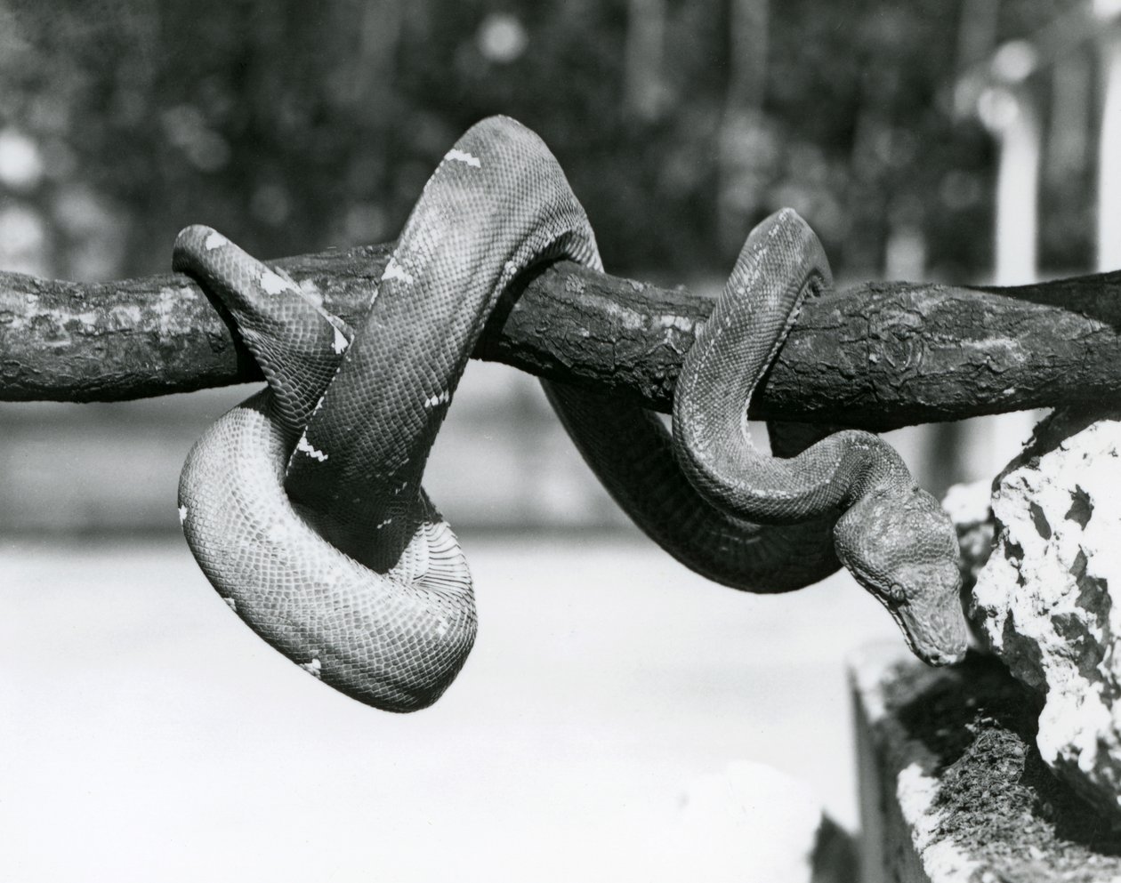 Smaragdový hroznýš s tělem stočeným podél vodorovné větve, pohled dolů k zemi, Londýnská zoo, říjen 1928 (čb fotografie) od Frederick William Bond