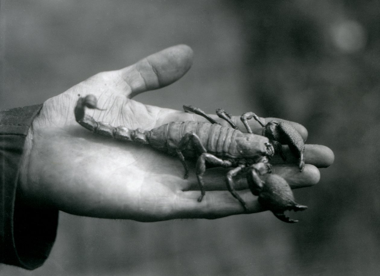 Císař Scorpion držený v dlani chovatele, Londýnská zoo, říjen 1925 od Frederick William Bond