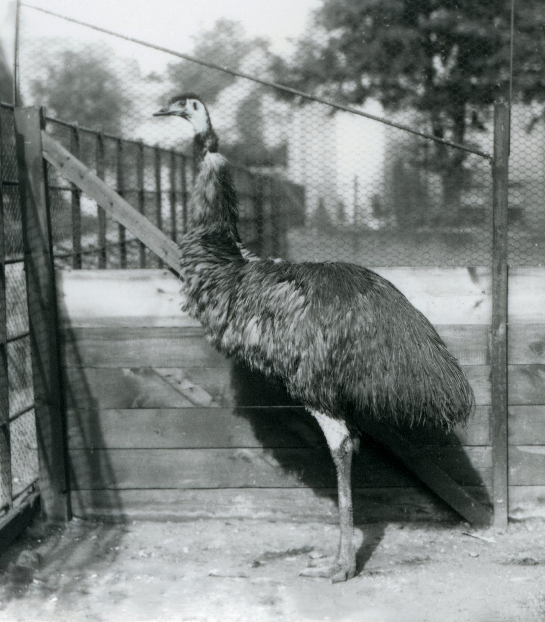 An Emu v londýnské zoo v září 1927 od Frederick William Bond