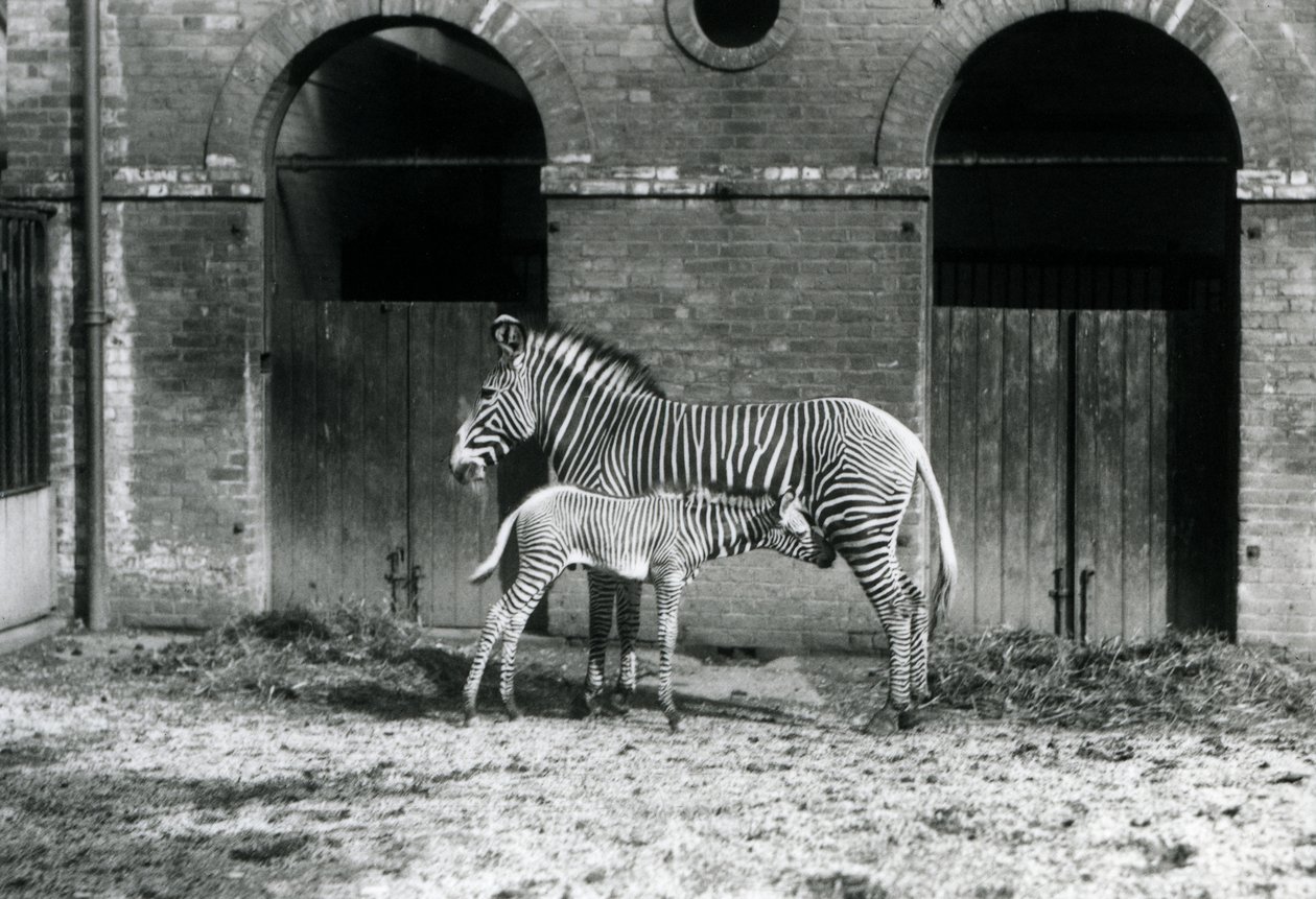 Ohrožená zebra šedá císařská, která krmí své čtyřdenní hříbě ve výběhu v londýnské zoo v srpnu 1927. od Frederick William Bond