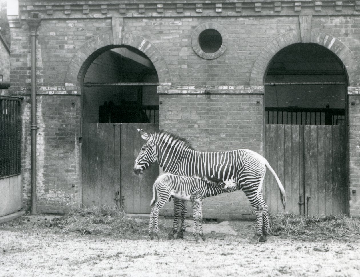 Ohrožená zebra GrevysImperial stojící krmící své hříbě v jejich výběhu v londýnské zoo v roce 1927 od Frederick William Bond