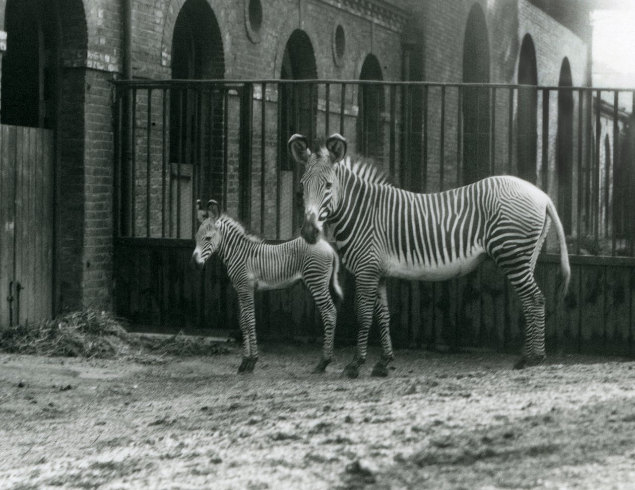 Ohrožená zebra Grevy