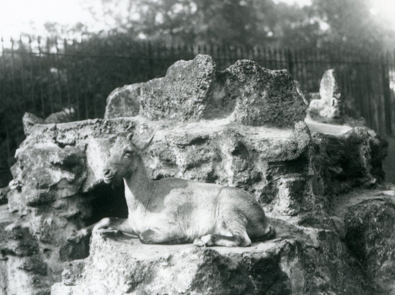Himálajský kozorožec odpočívá na skalní římse v londýnské zoo, srpen 1927 od Frederick William Bond