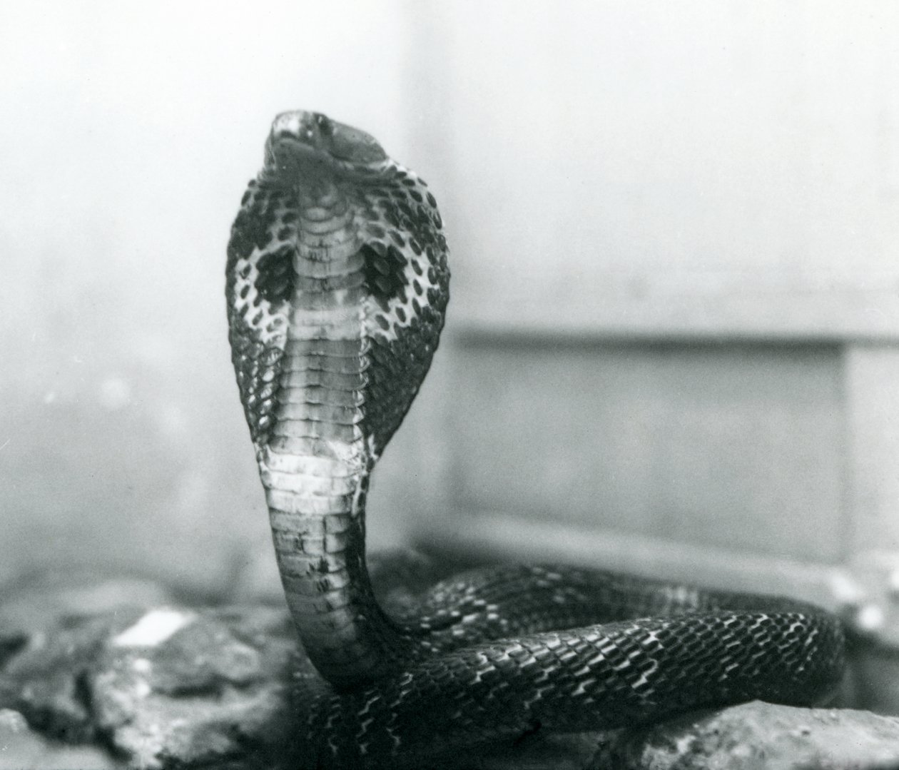 Kobra indická se vztyčenou hlavou a rozšířenou kapucí, Londýnská zoo, říjen 1925 od Frederick William Bond