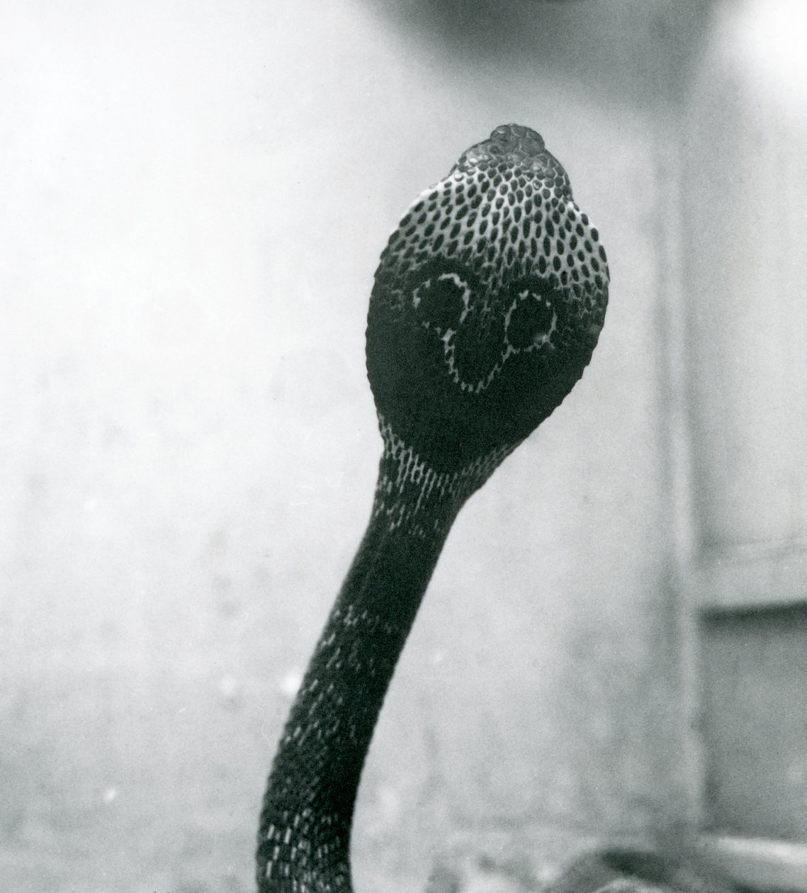 Indická brýlová asijská binocelátová kobra se zvednutou hlavou a rozšířenou kapucí, Londýnská zoo, říjen 1925 od Frederick William Bond