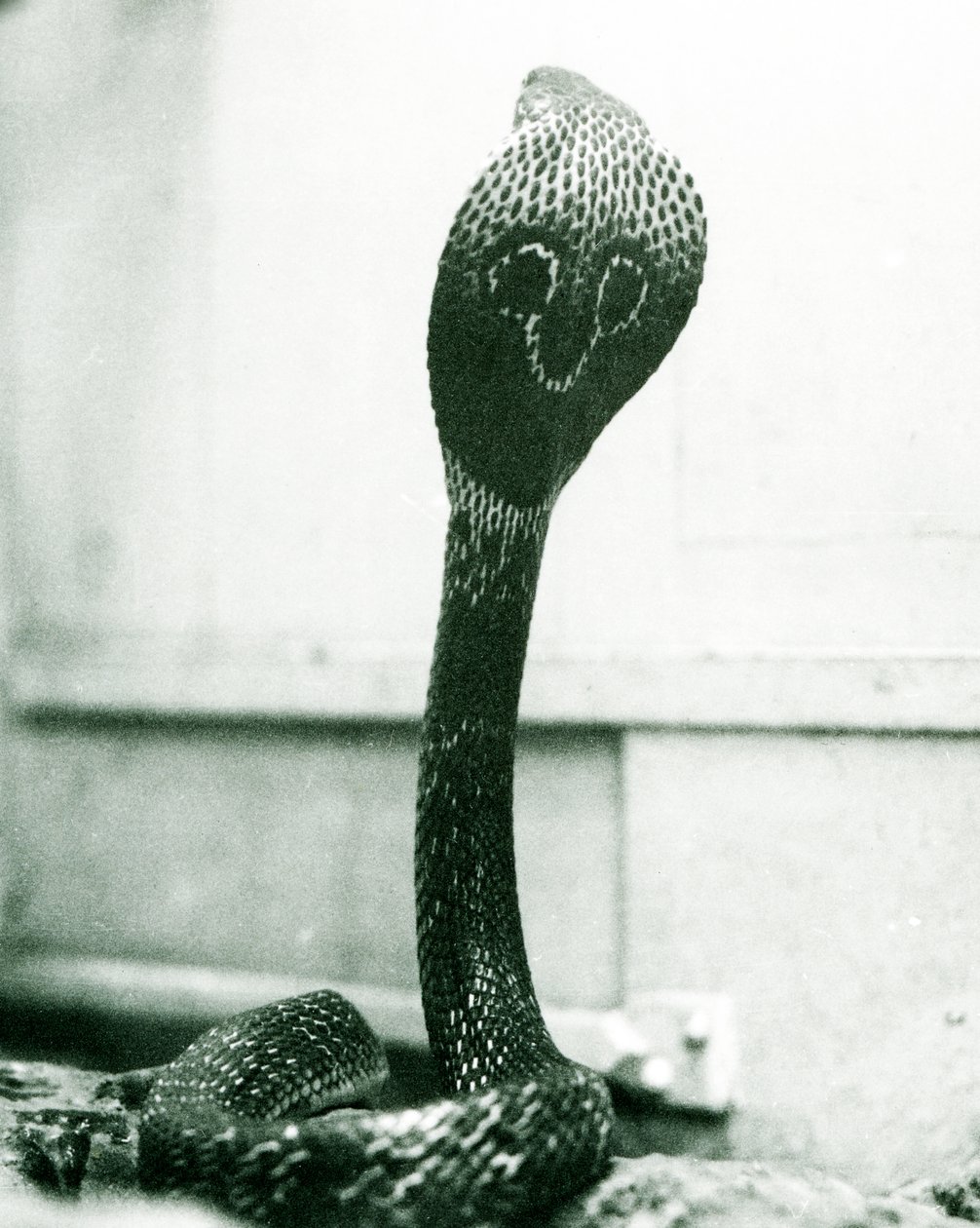 Indická brýlová asijská binocelátová kobra se zvednutou hlavou a rozšířenou kapucí, Londýnská zoo, říjen 1925 od Frederick William Bond
