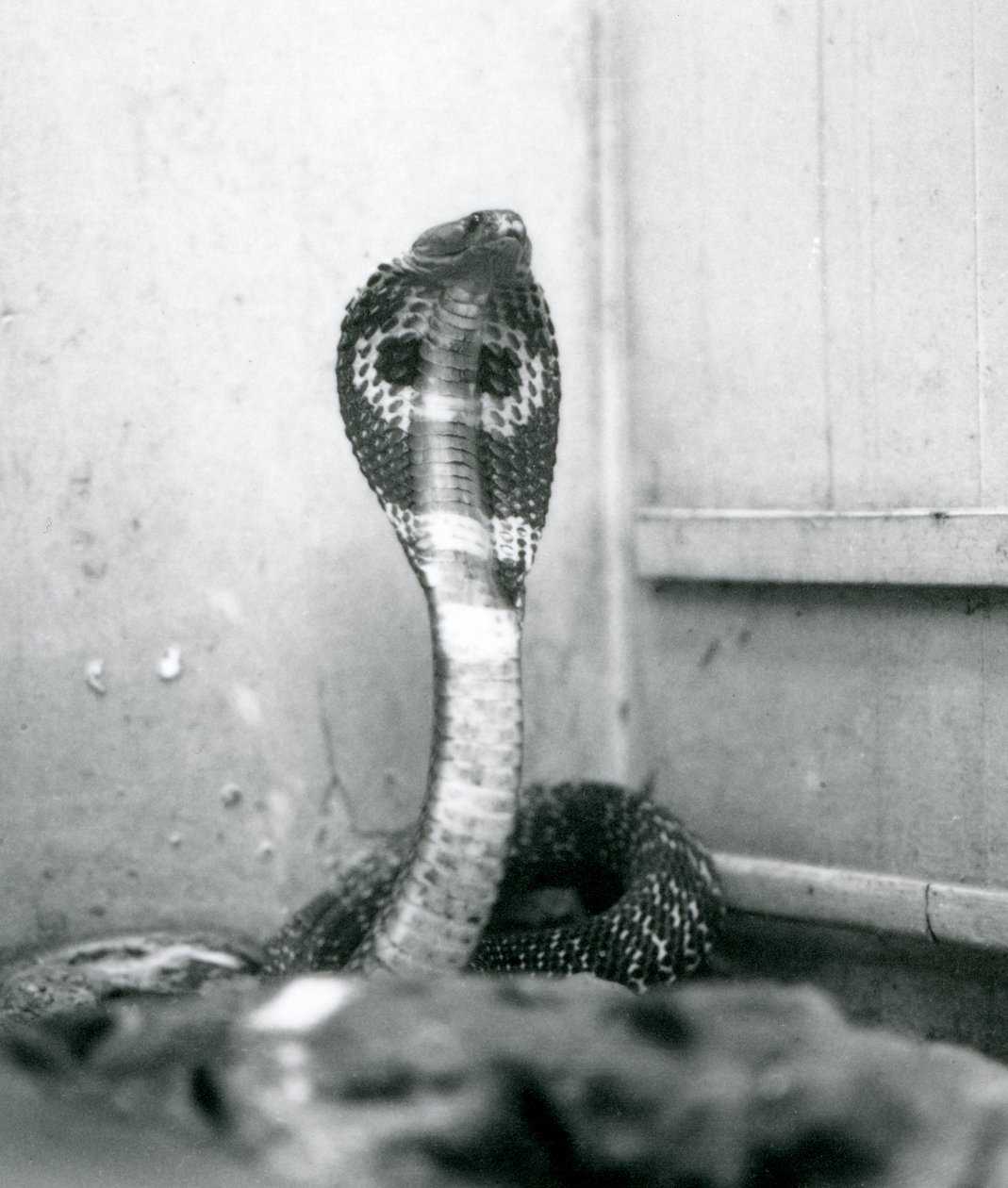 Indická brýlová asijská binocelátová kobra se zvednutou hlavou a rozšířenou kapucí, Londýnská zoo, říjen 1925 od Frederick William Bond