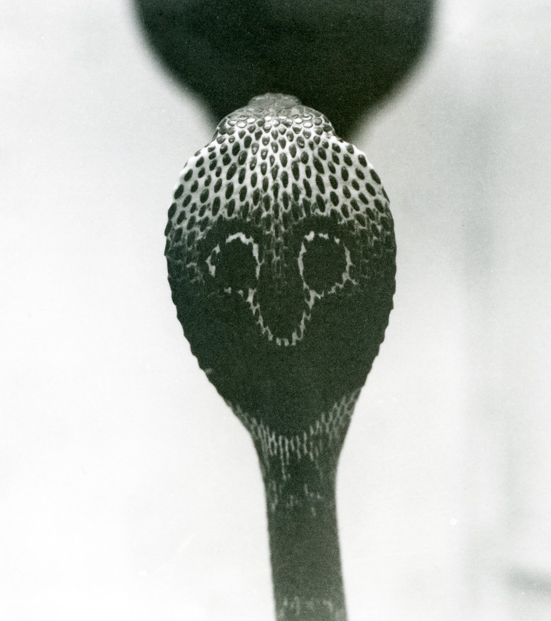 Indická brýlová asijská binocelátová kobra se zvednutou hlavou a rozšířenou kapucí, Londýnská zoo, říjen 1925 od Frederick William Bond