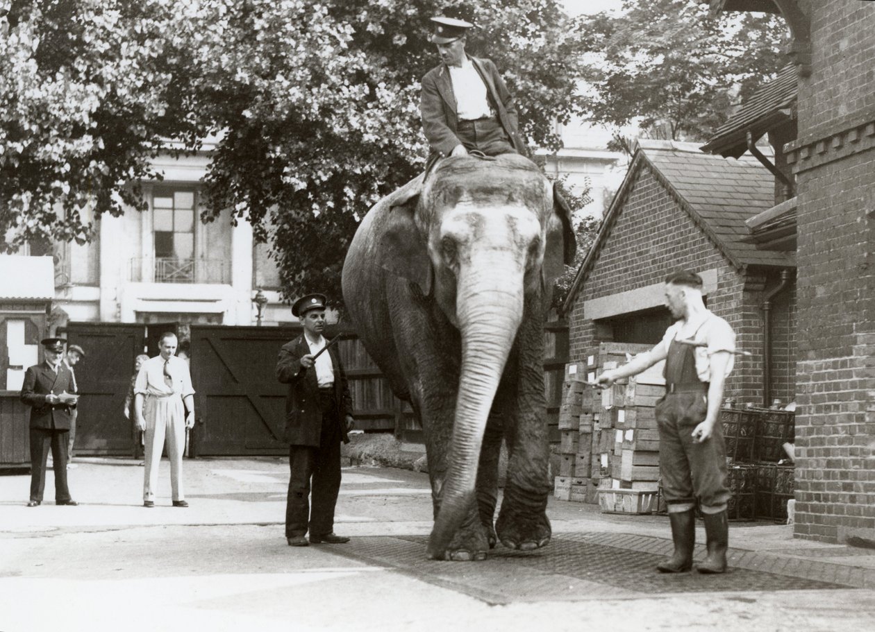 Slon indický vážený chovateli v londýnské zoo, srpen 1935 od Frederick William Bond