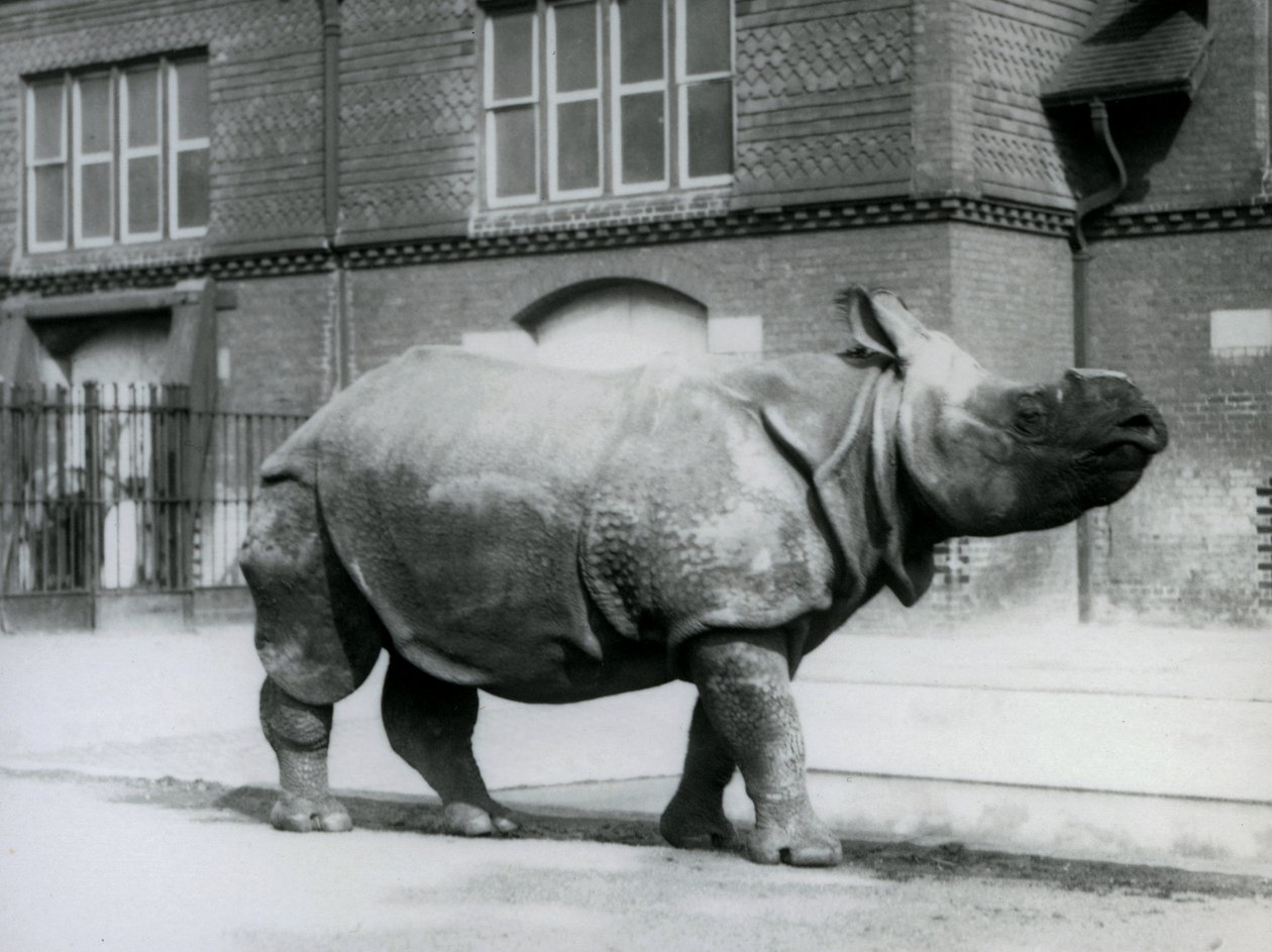 Nosorožec indický v londýnské zoo, 1927 od Frederick William Bond