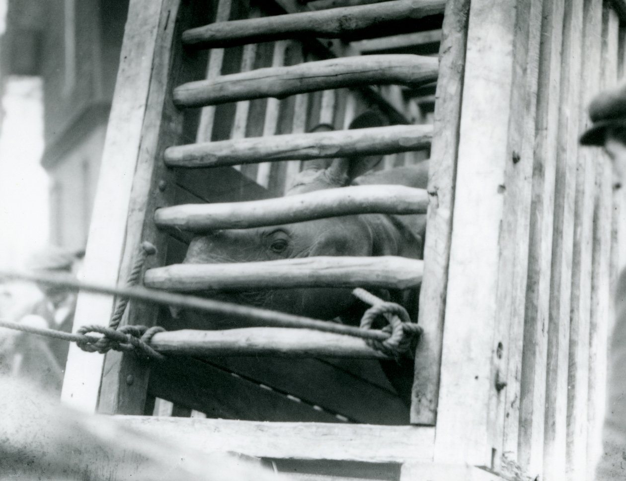 Nosorožec indický vykukuje ze své dřevěné přepravní bedny při příjezdu do londýnské zoo v roce 1924 od Frederick William Bond