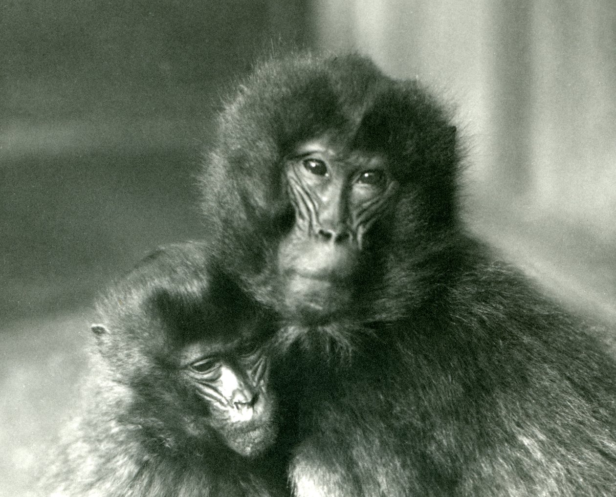 Dospělá a mladá opice Gelada Krvácející srdce v londýnské zoo v lednu 1925 od Frederick William Bond