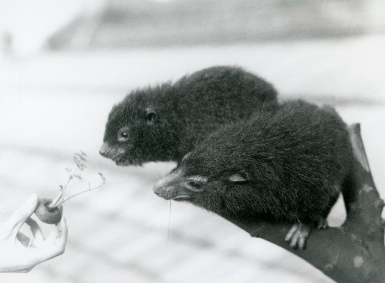 Dospělý a mladý hyrax západní sedí na větvi a naklánějí se k vršku mrkve, kterou jim drží k jídlu, London Zoo od Frederick William Bond