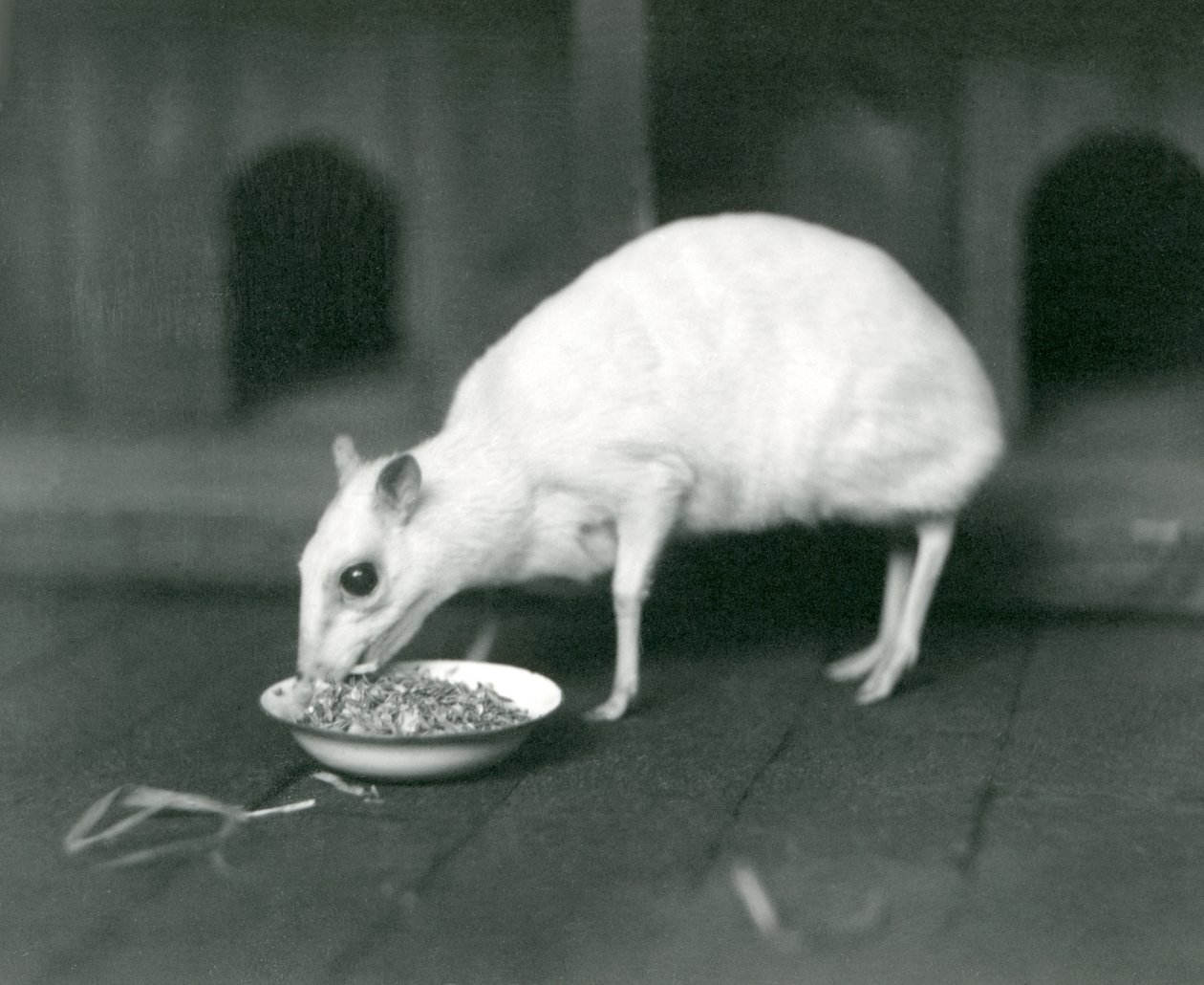 Albín Javan Chevrotain Java Mouse-Deer jí z misky v londýnské zoo v roce 1926 od Frederick William Bond