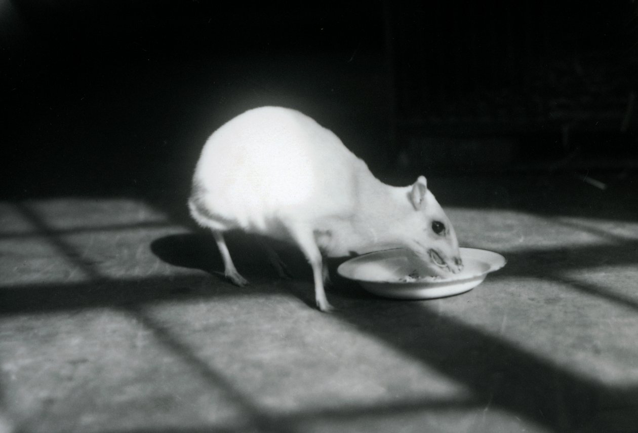 Albín chevrotain jí z misky, Londýnská zoo, prosinec 1926 od Frederick William Bond