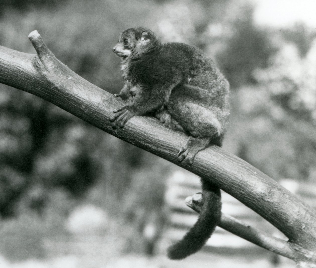 Ohrožený lemur Coquerelův obrovský/Lemur trpasličí Coquerelův/Lemur jižní obrovský, odpočívá na větvi v londýnské zoo, říjen 1929 (č/b foto) od Frederick William Bond
