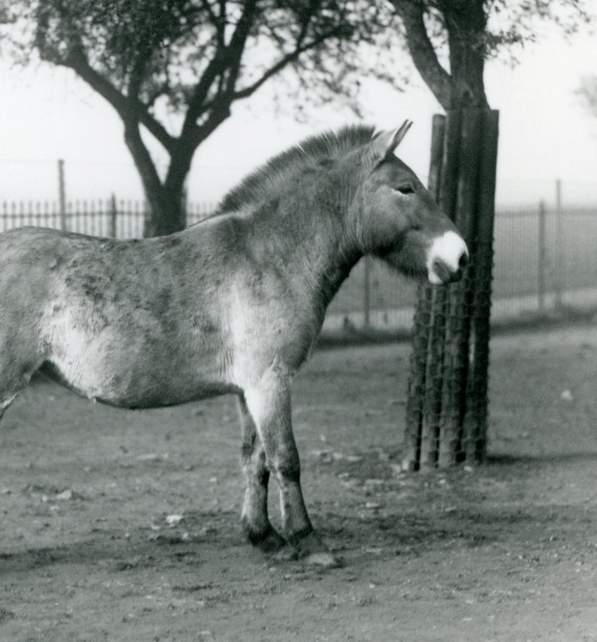 Ohrožený divoký kůň Převalského stojící ve výběhu v londýnské zoo, říjen 1927 od Frederick William Bond