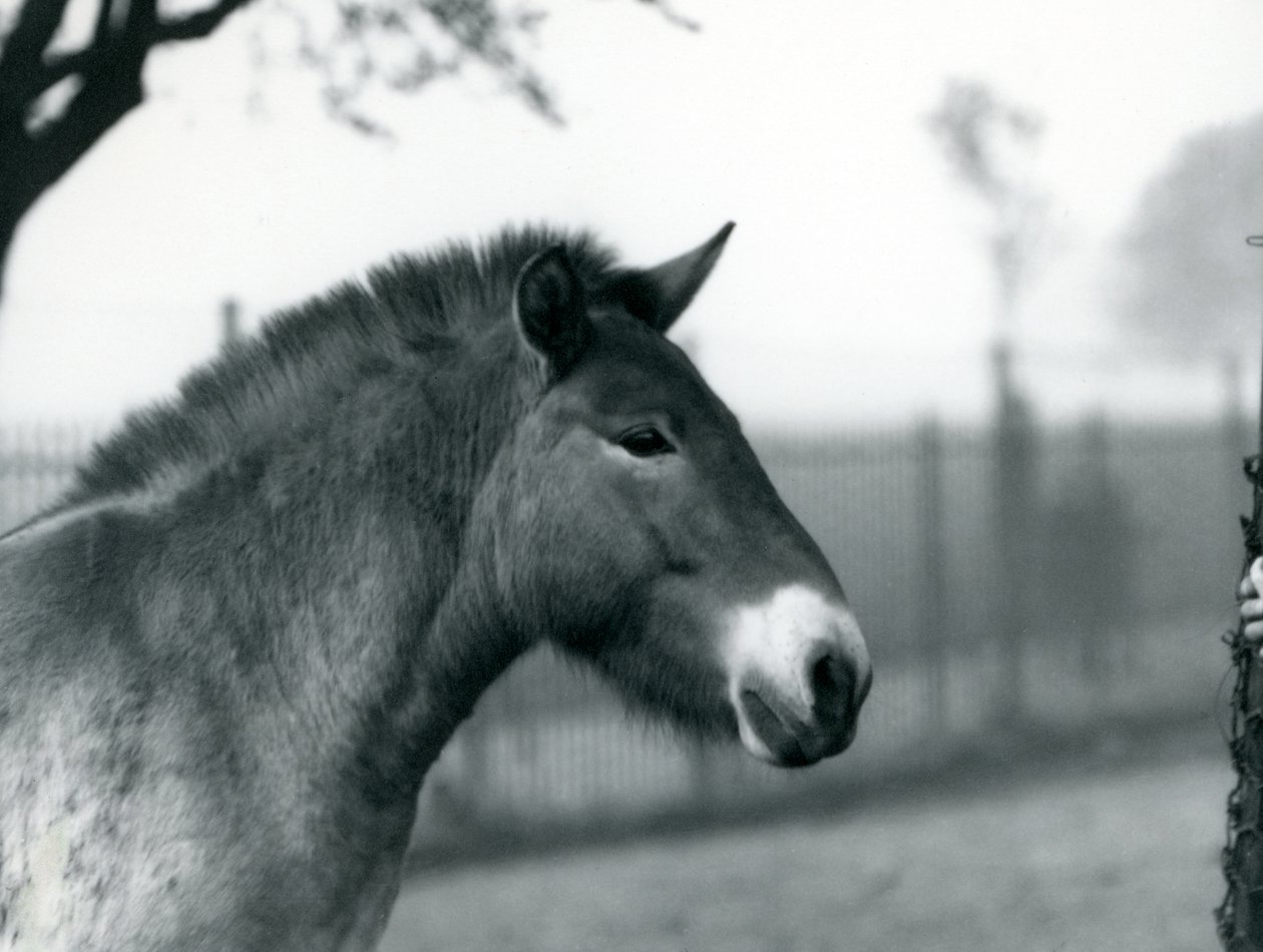 Ohrožený divoký kůň Převalského stojící ve výběhu v londýnské zoo, říjen 1927 od Frederick William Bond