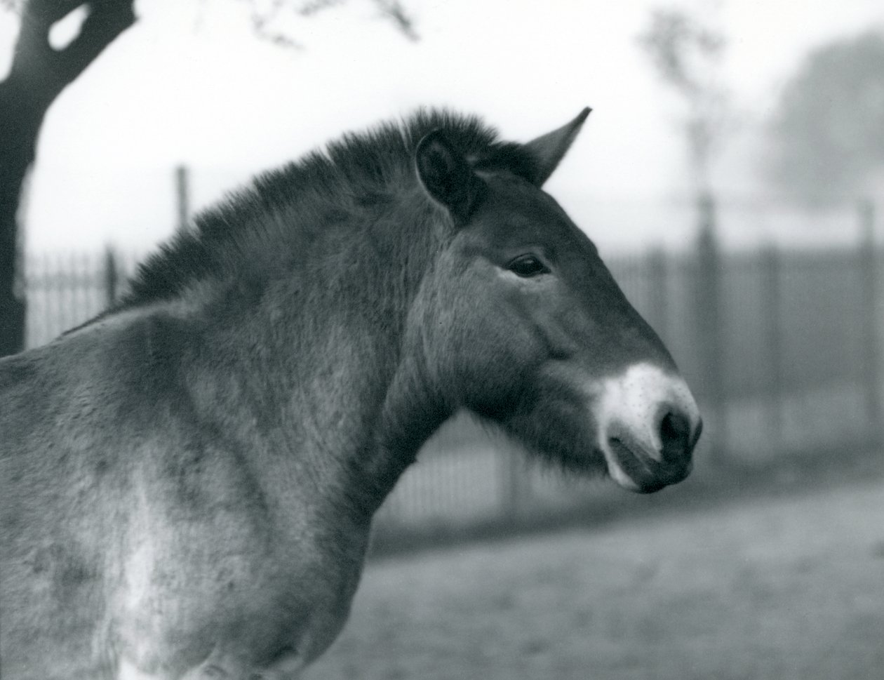 Ohrožený divoký kůň Převalského stojící ve výběhu v londýnské zoo, říjen 1927 od Frederick William Bond