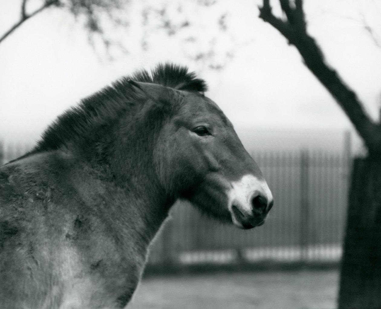 Ohrožený divoký kůň Převalského stojící ve výběhu v londýnské zoo, říjen 1927 od Frederick William Bond