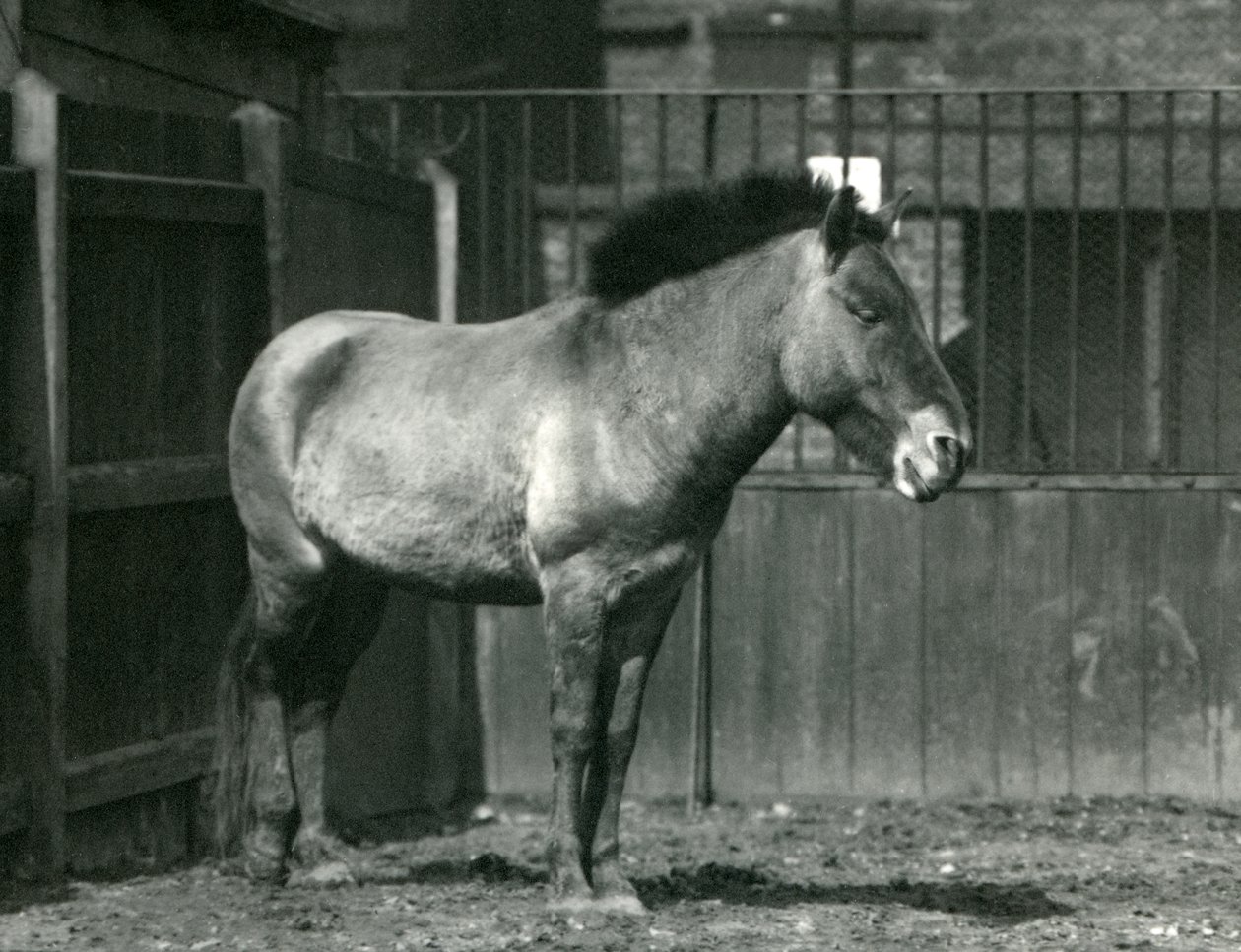 Ohrožený divoký kůň Převalského stojící ve výběhu v londýnské zoo v roce 1927 od Frederick William Bond