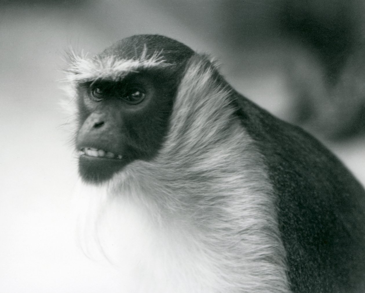 Ohrožená opice Roloway v londýnské zoo, 1927 od Frederick William Bond