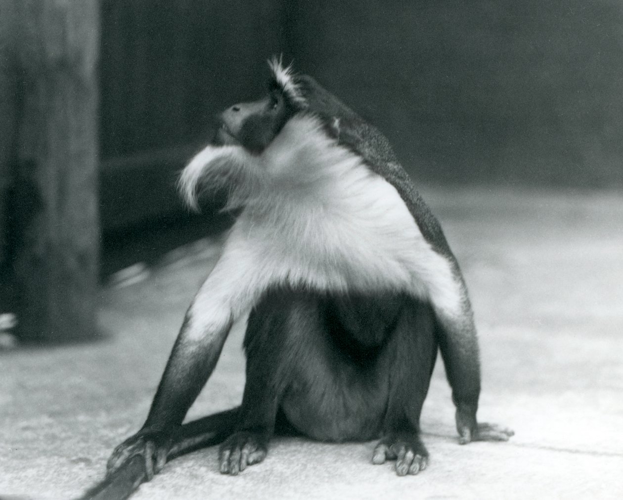 Ohrožená opice Roloway sedí na zemi, dívá se vzhůru a drží se za ocas, Londýnská zoo, 1927. od Frederick William Bond