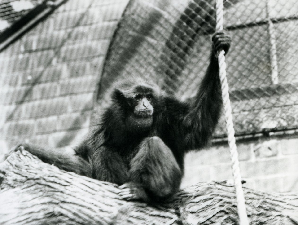 Ohrožený gibon siamangský sedící na kládě a držící se lana, Londýnská zoo, 1927. od Frederick William Bond