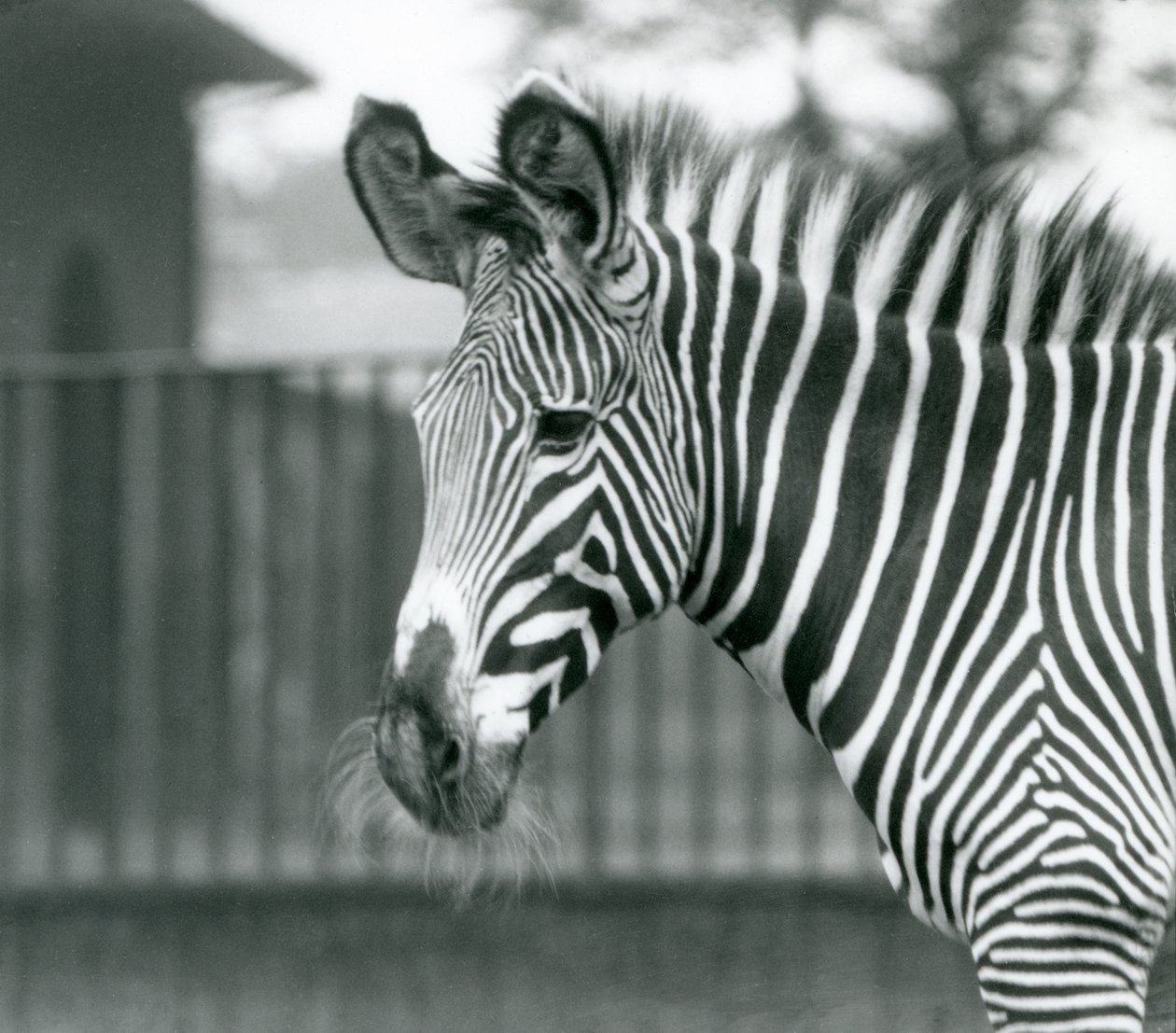 Samice/jenny ohrožovaly zebru Grevyho, londýnská zoo, červenec 1926 (černobílá fotografie) od Frederick William Bond