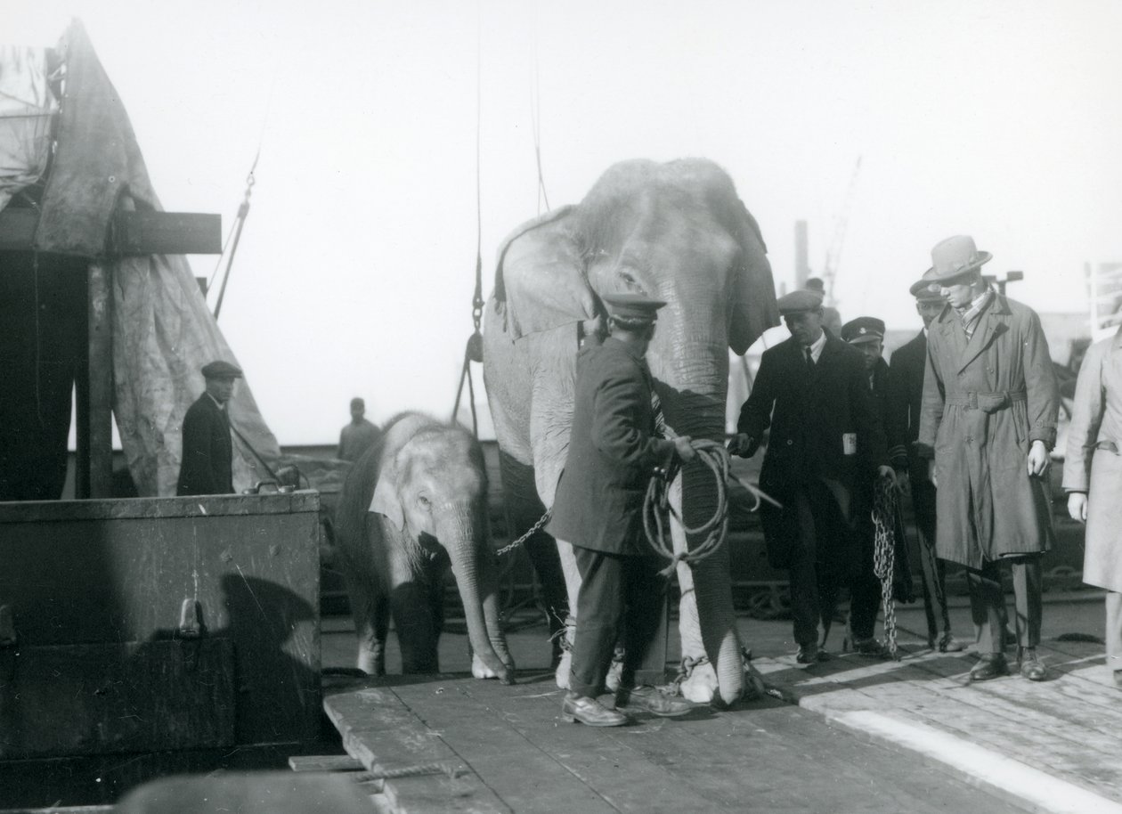 Asijští sloni vystupující z lodi na cestě do londýnské zoo v roce 1927 od Frederick William Bond