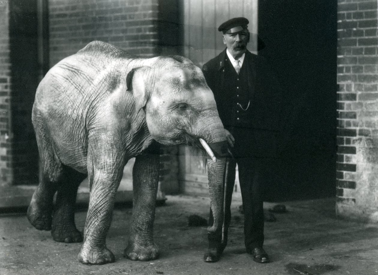 Mláďa asijského slona s chovatelem Charlesem Eylesem, Londýnská zoo, listopad 1915 od Frederick William Bond
