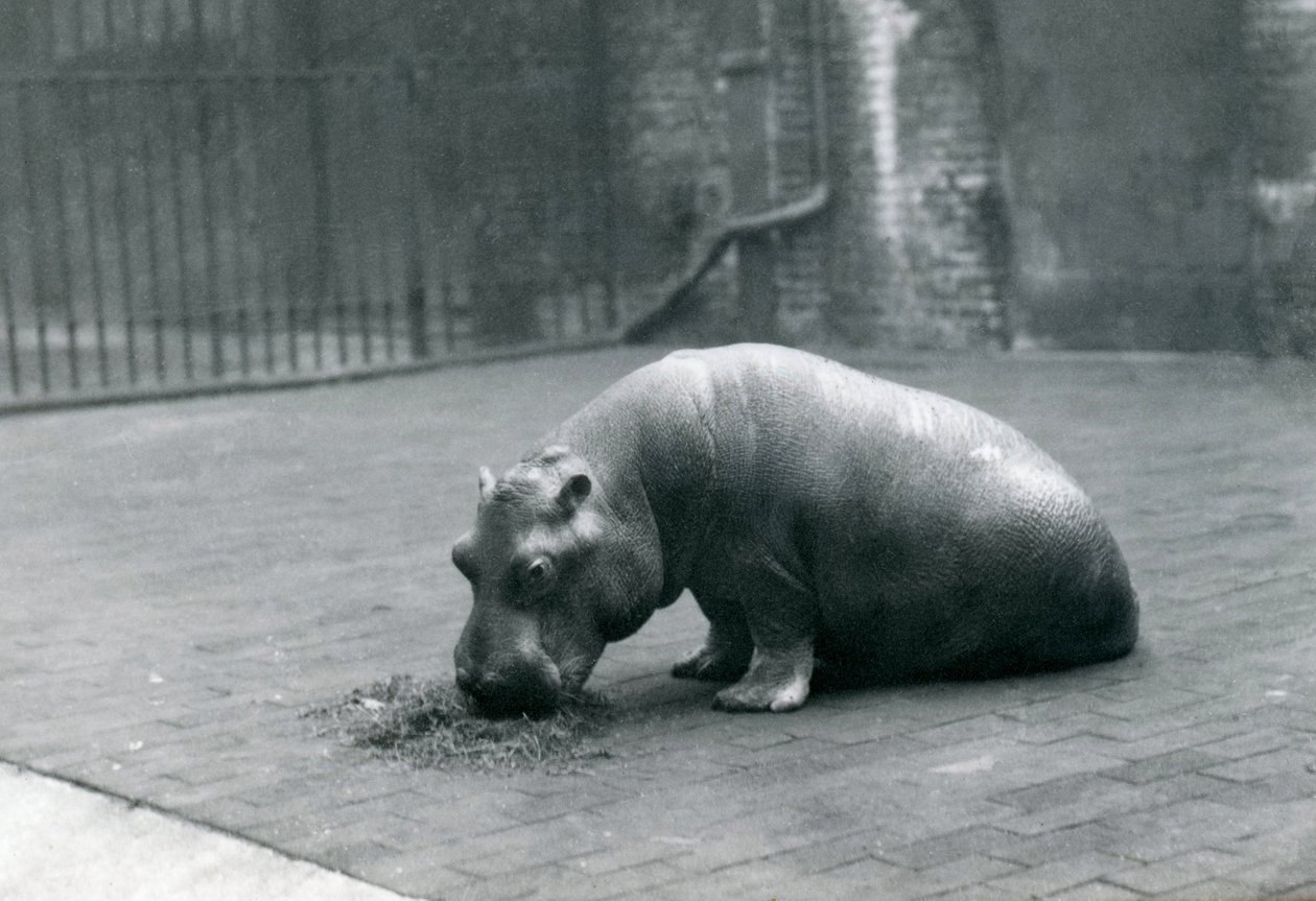 Hrošice „Joan“ jí v londýnské zoo, září 1920 od Frederick William Bond