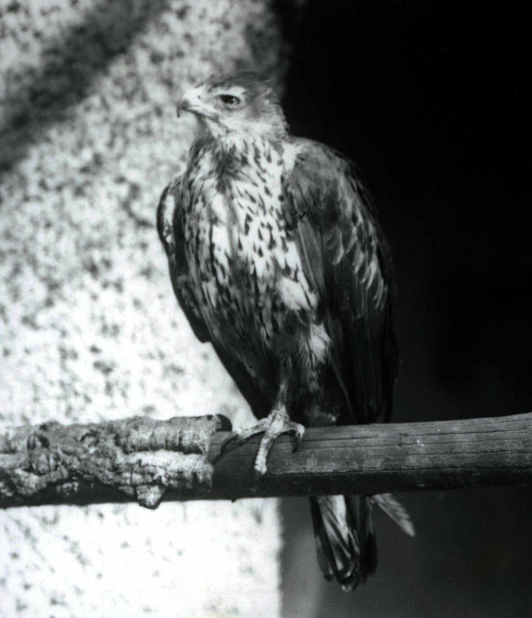 Bonelliho orel odpočívá na větvi v londýnské zoo, září 1925 od Frederick William Bond