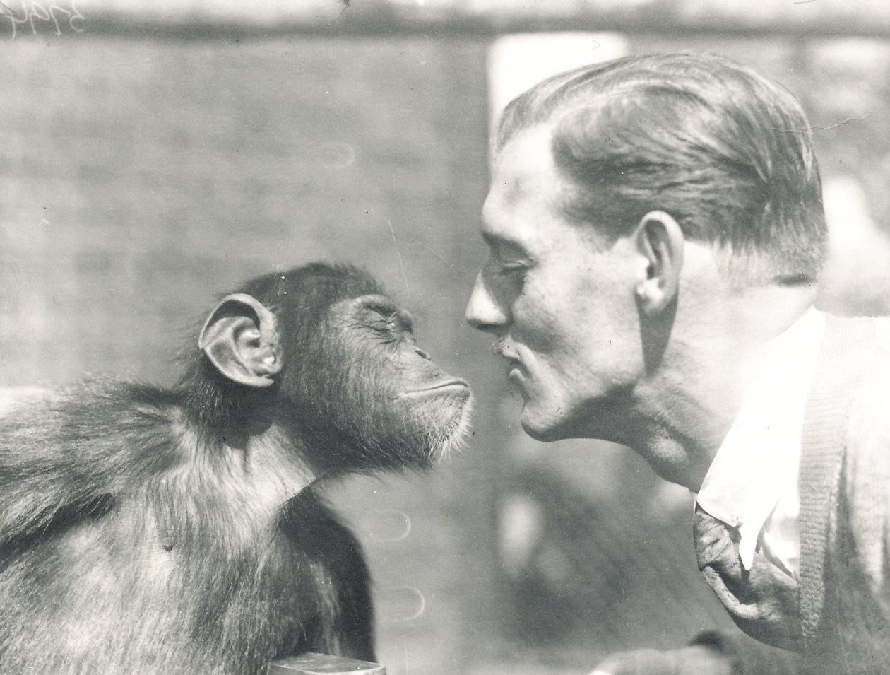 Šimpanz Booboo a John Shelly v londýnské zoo ZSL, září 1927 od Frederick William Bond