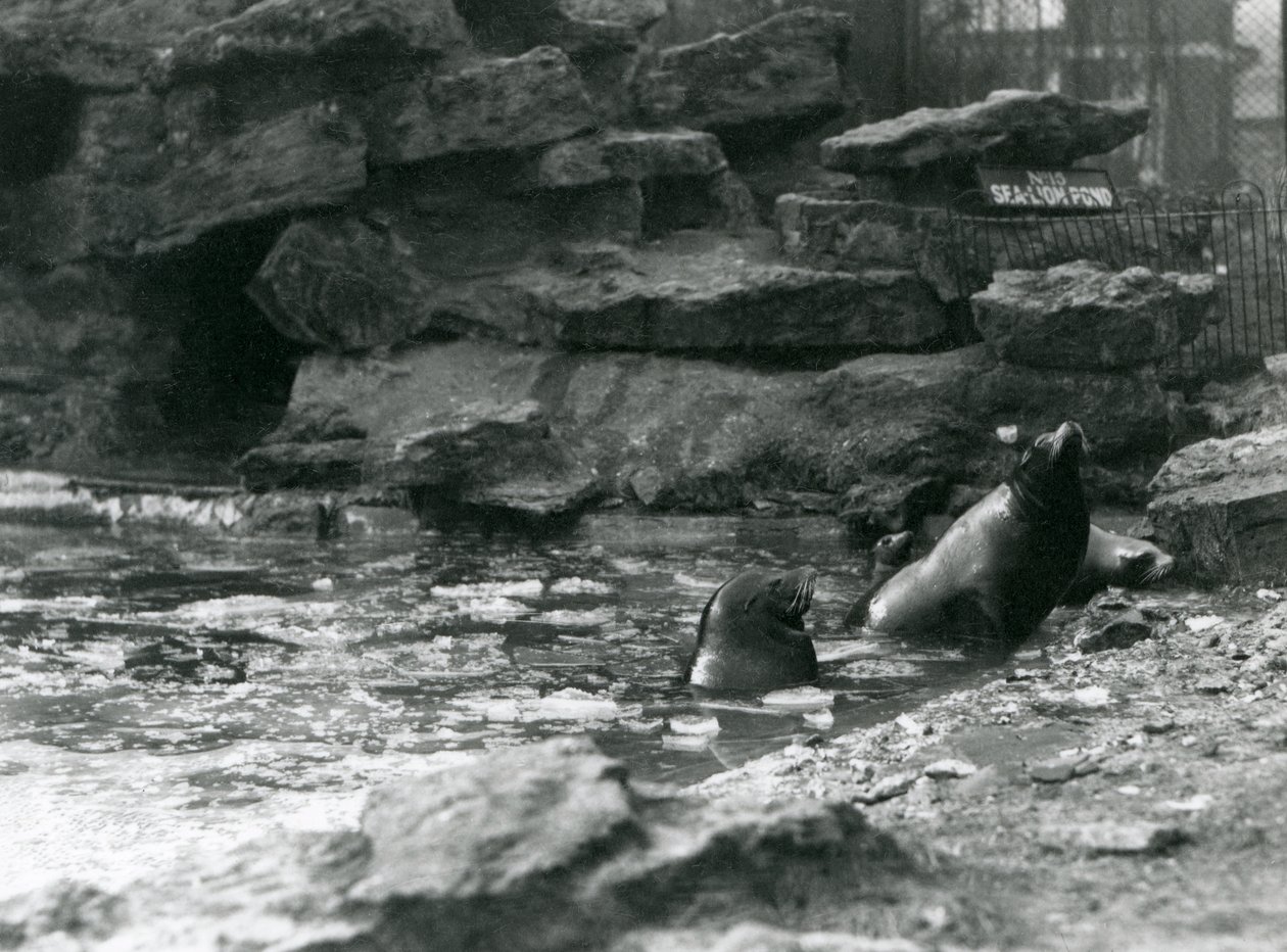Kalifornští lachtani s ledem na jejich bazénu, londýnská zoo od Frederick William Bond