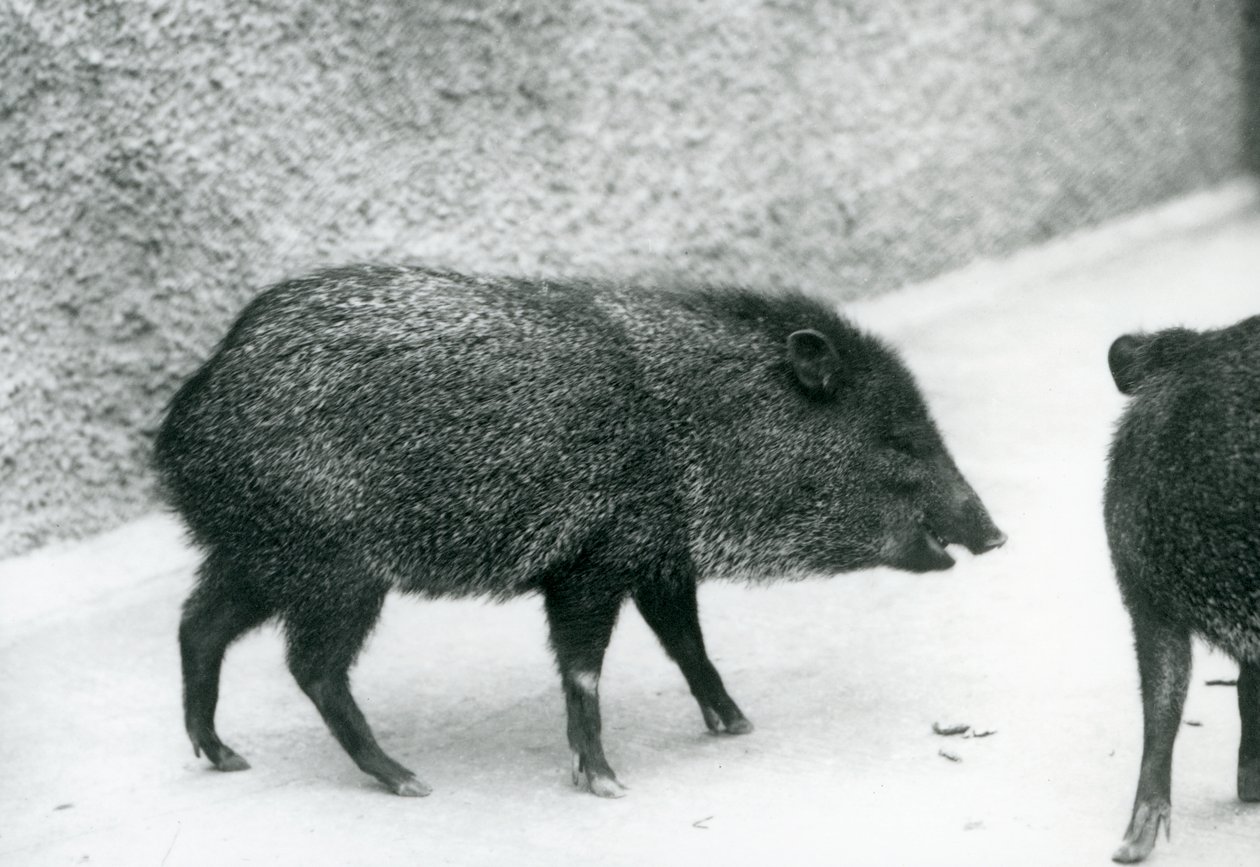Peccaries s obojkem v londýnské zoo, 1927 od Frederick William Bond