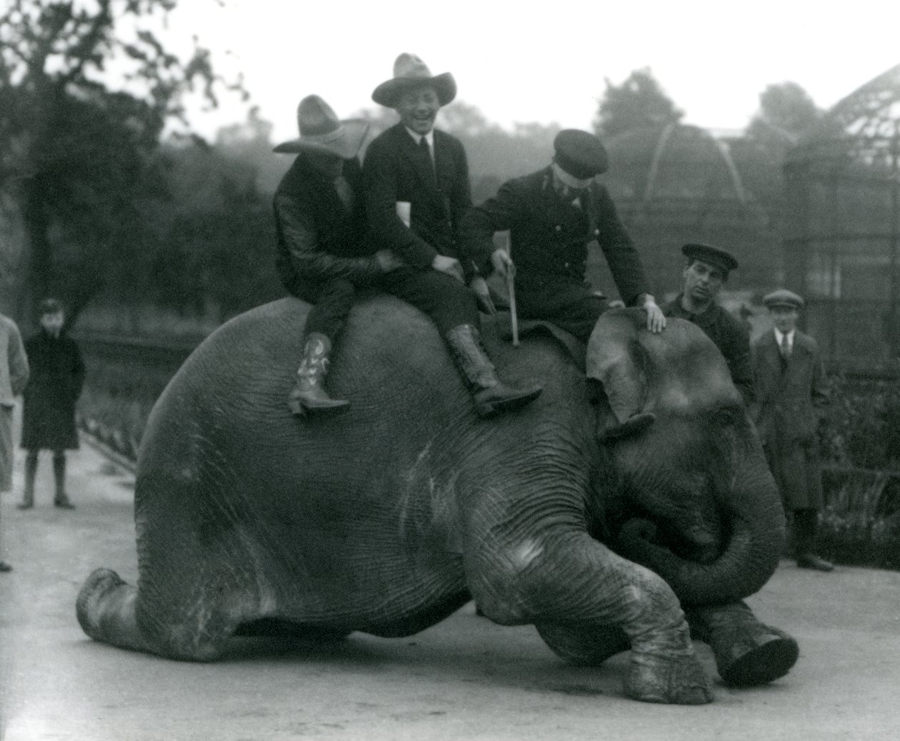 Kovbojové a trenér se samicí slona indického Sundermalah během návštěvy londýnské zoo v roce 1924 od Frederick William Bond