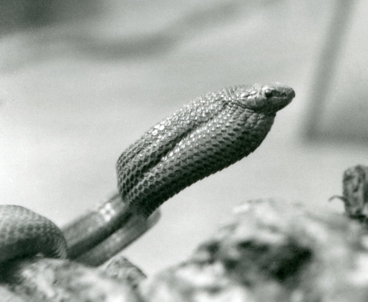Vejcožravý had v londýnské zoo v roce 1930 (černobílá fotografie) od Frederick William Bond